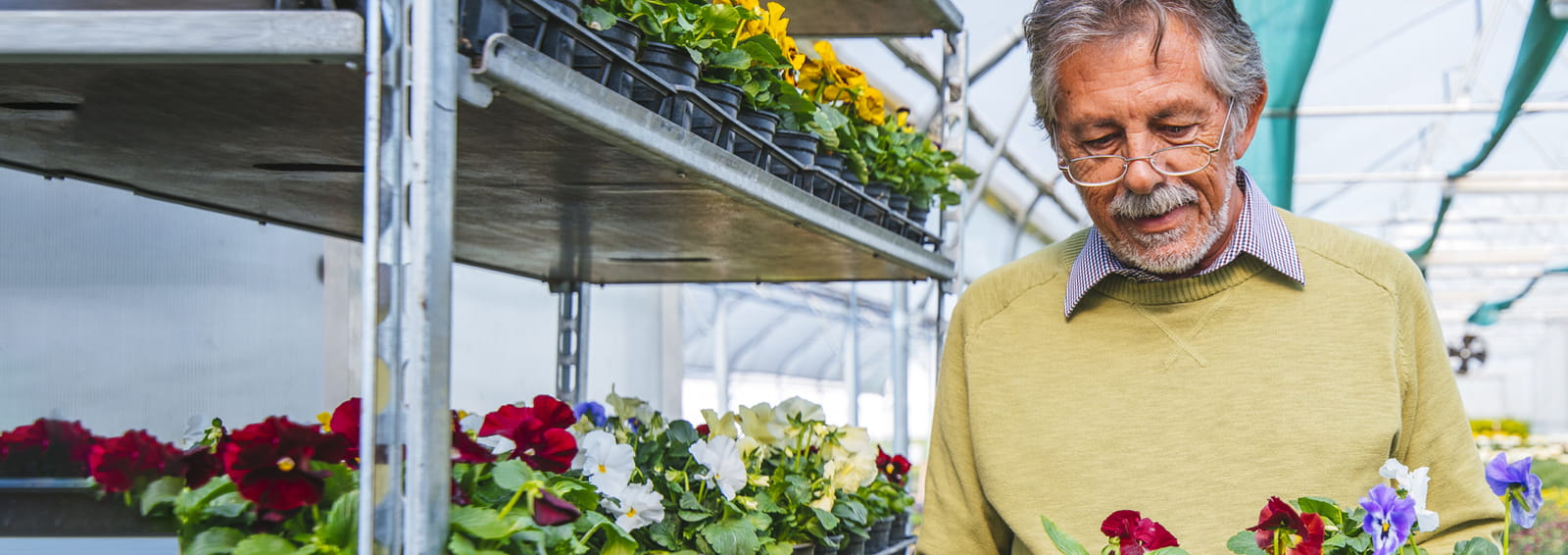 older man in greenhouse with flowers