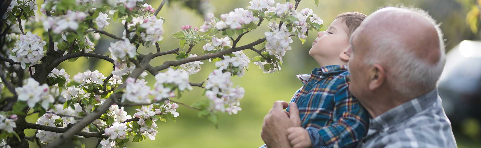 Grandfather holding his grandson and they are smelling blooming cherry blossoms