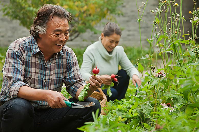 Couple gardening after full recovery from a kidney transplant surgery.