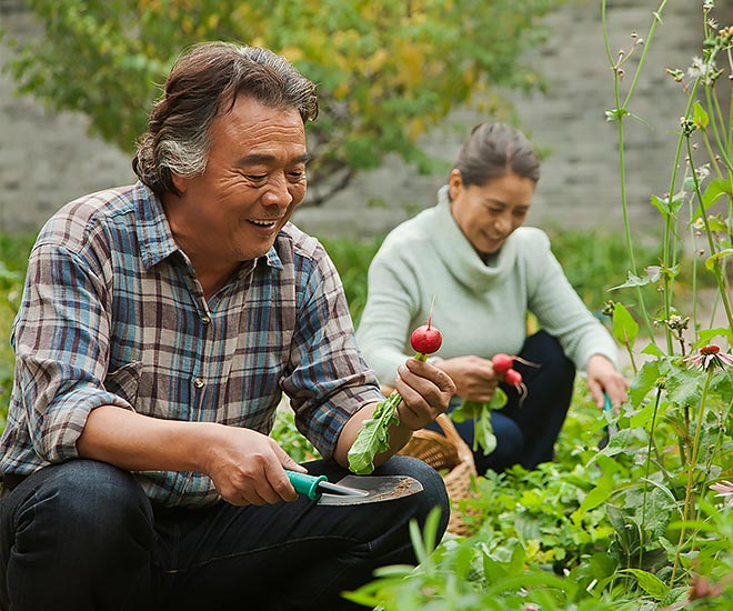 Couple gardening after full recovery from a kidney transplant surgery.