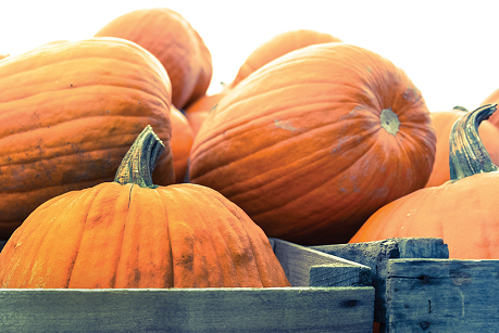 Pumpkin bin