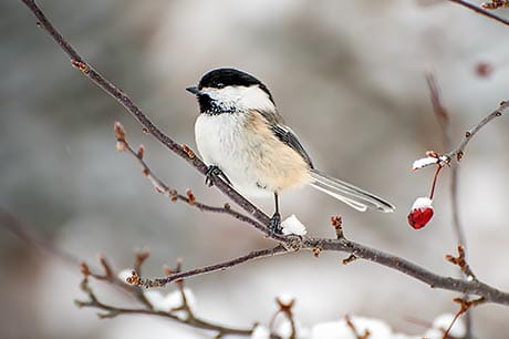 A black-capped chickadee resting on a branch.