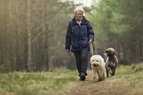 Senior woman walking her dogs