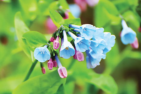 Virginia bluebells are in abundance during the spring months of April through June.