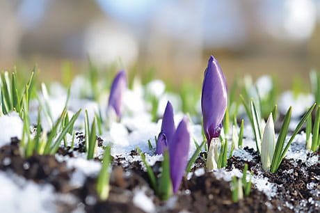 A purple crocus begins to bloom through the Pennsylvania snow.