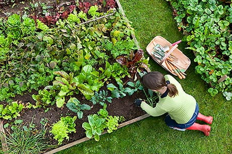 Raised beds in the community garden at Geisinger Commonwealth School of Medicine