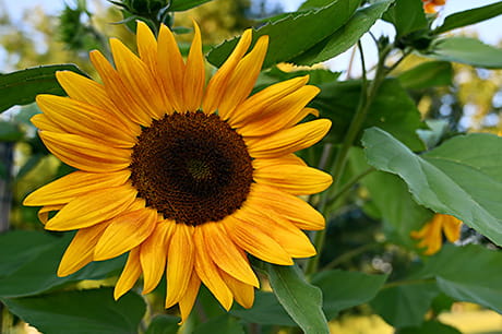 A closeup photograph of a large sunflower growing in a field.