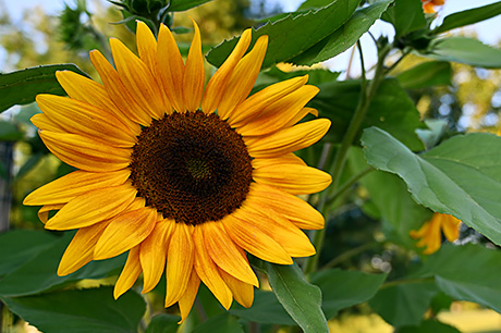 A closeup photograph of a large sunflower growing in a field.