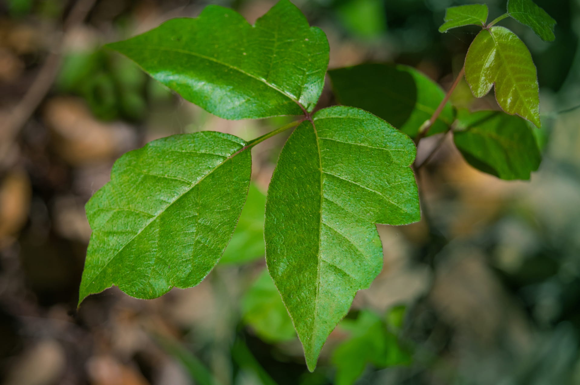 How to Deal With Poison Ivy Geisinger