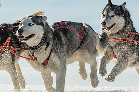 A team of huskies pulling a sled in the snow.