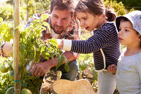 Father gardening with his children during the summer.