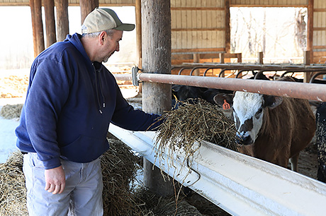 54-year-old farmer, Ben Carson feeding cows on family's farm.