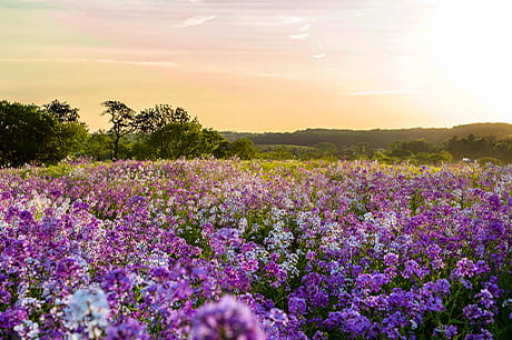 A beautiful sunset illuminates a field of wildflowers in Clinton County, PA.