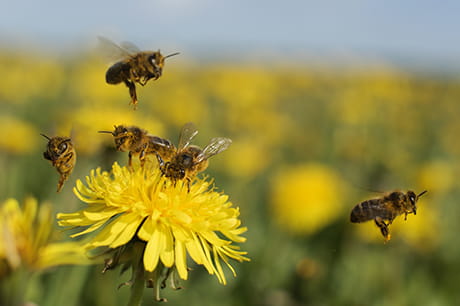 Bees on yellow flowers