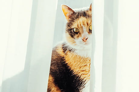 A calico cat sits inside the window watching for activity.