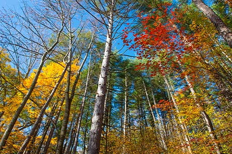 The amazing fall foliage is on full display at Frances Slocum State Park, Luzerne County, Pa.