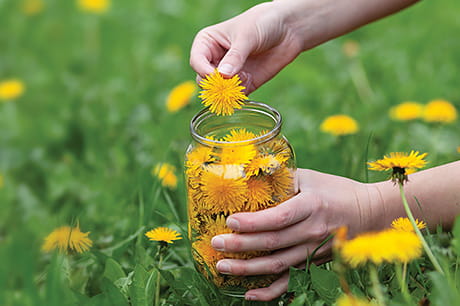 A person in a grassy field collects dandelions in a jar.