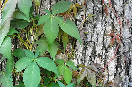 Poison ivy growing on the base of a tree.
