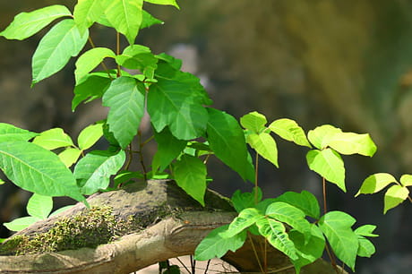 Poison ivy growing on the base of a tree.