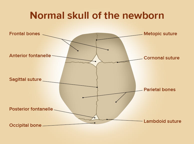 normal newborn skull diagram