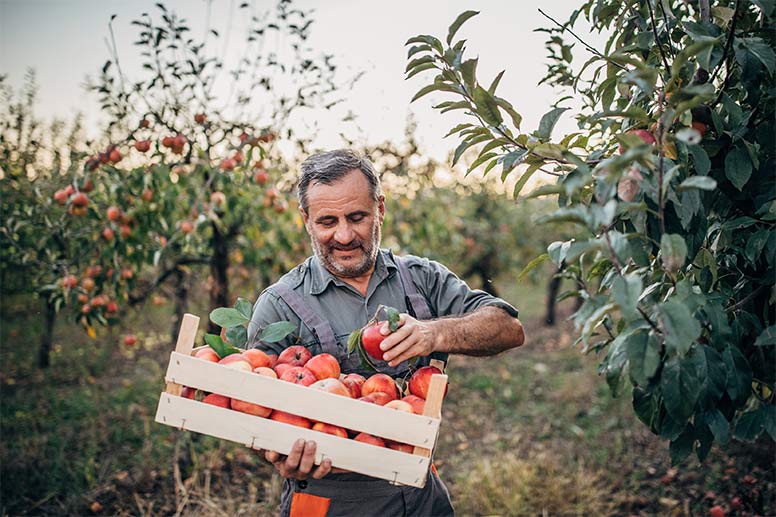 Man with a crate of apples