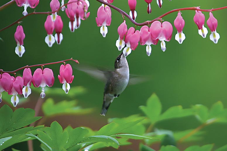 A hummingbird feeds off a local Pennsylvania perennial.