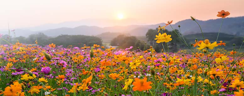 A field of beautiful flowers blooming in spring.