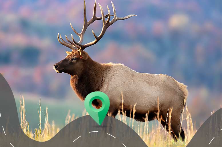 Rocky Mountain elk roam the aptly named Elk County.