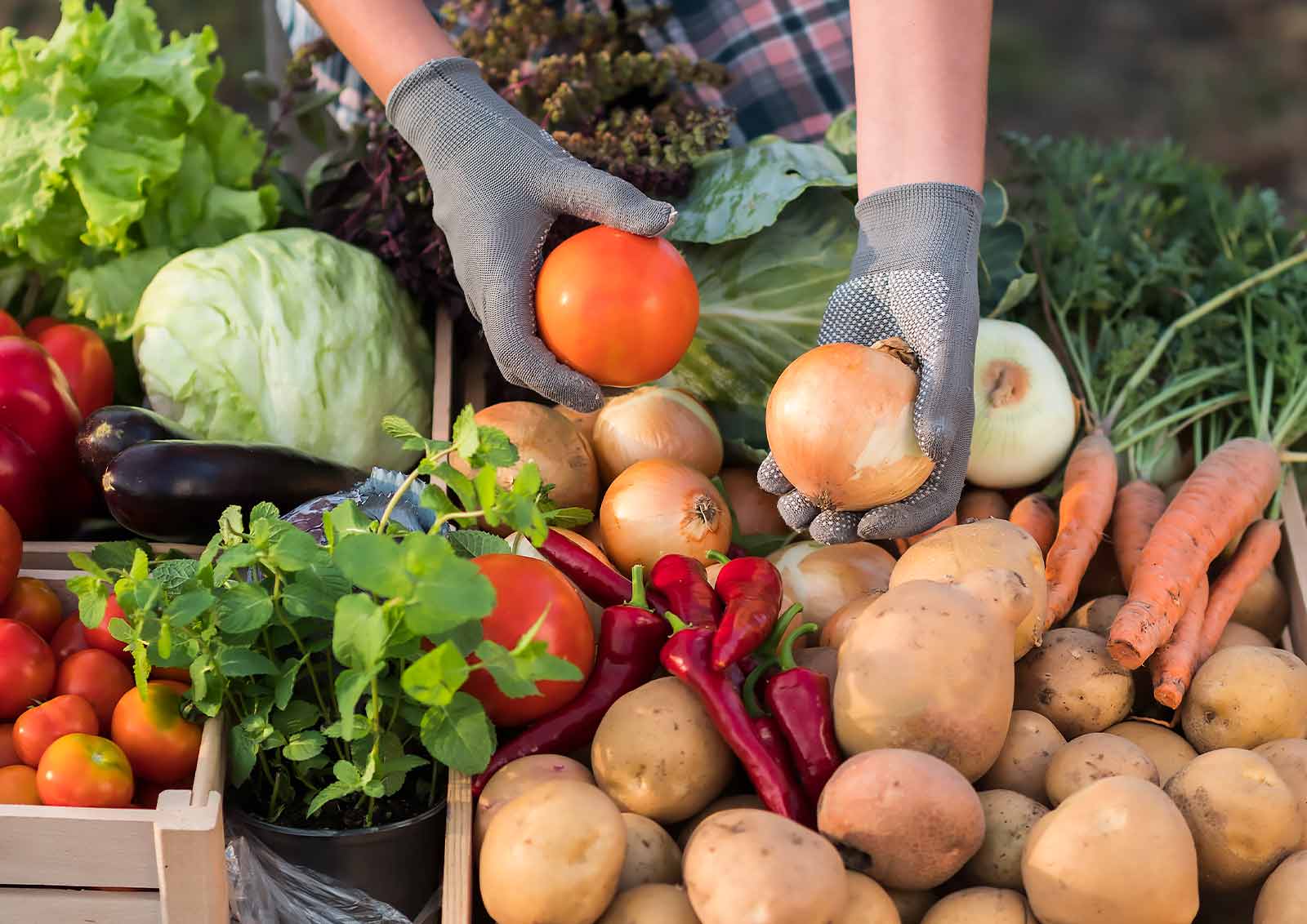 An assortment of vegetables displayed at a local farmers market.