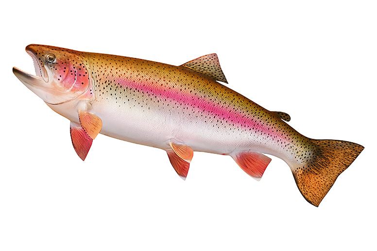 All illustration of a rainbow trout.