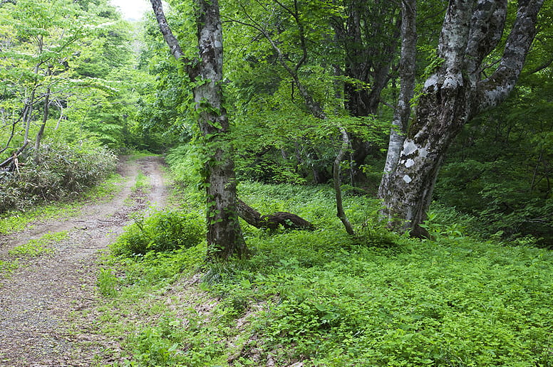 forest trails