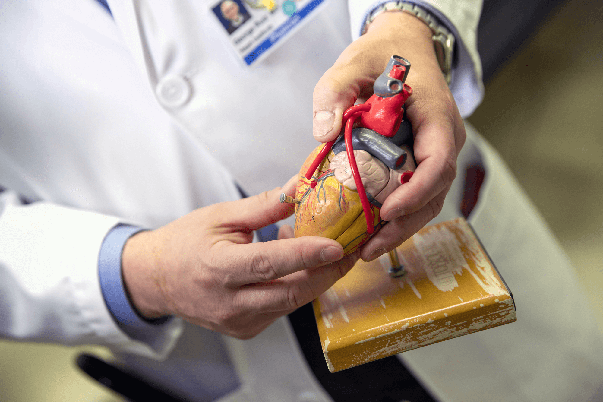 Un médico sostiene un modelo de corazón