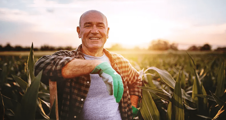 A farmer stands amongst a field of corn