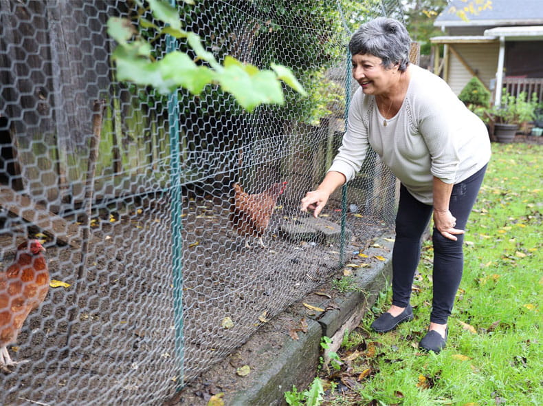 A cheerful retired woman gathering her chickens