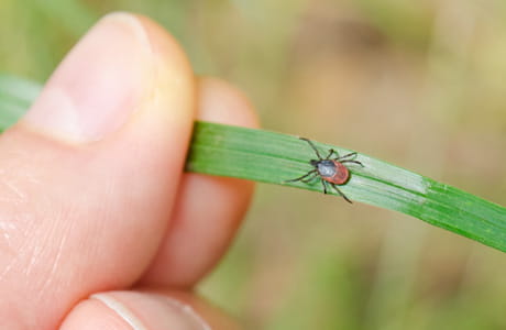A close up image of a tick