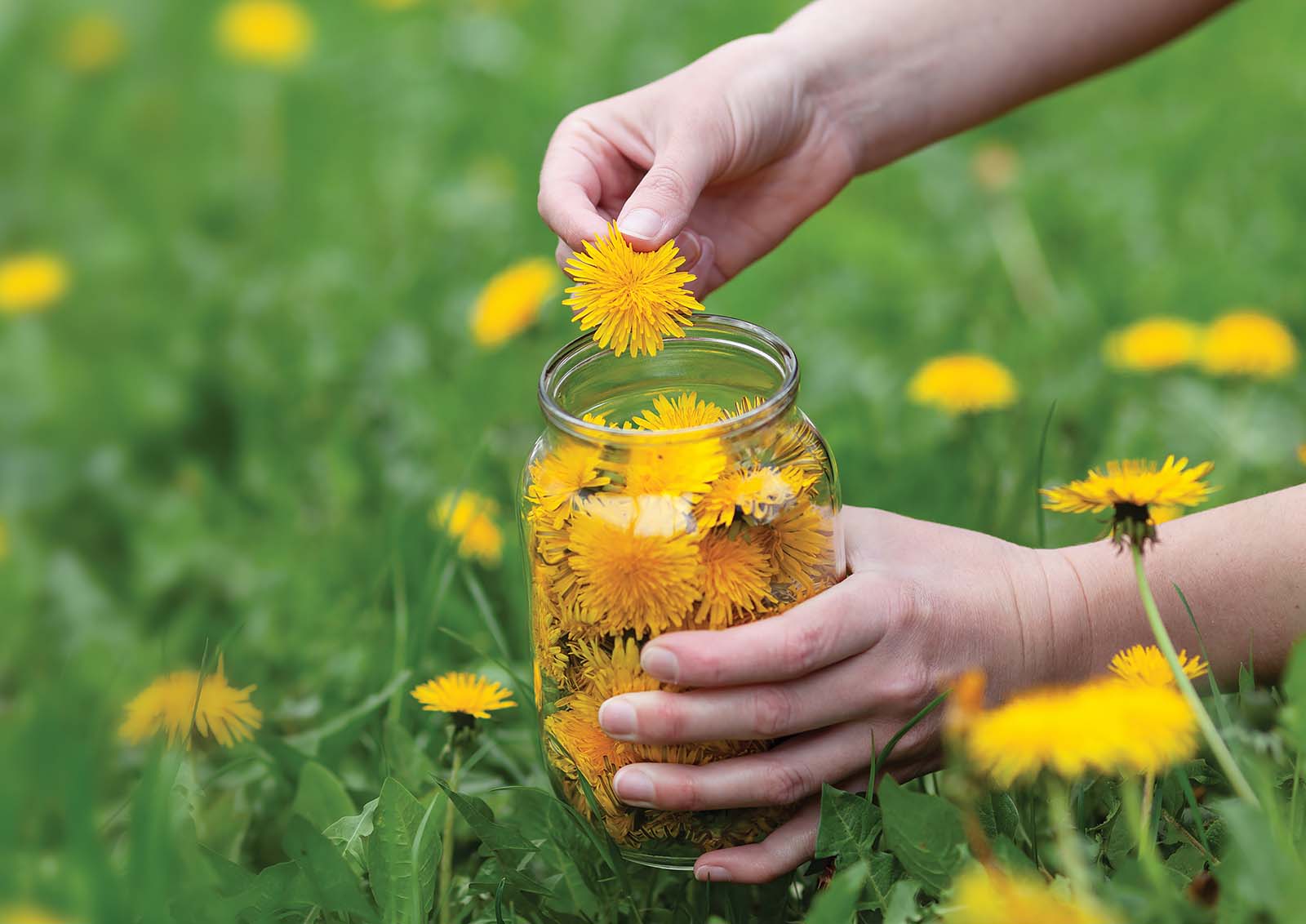 A person in a grassy field collects dandelions in a jar.