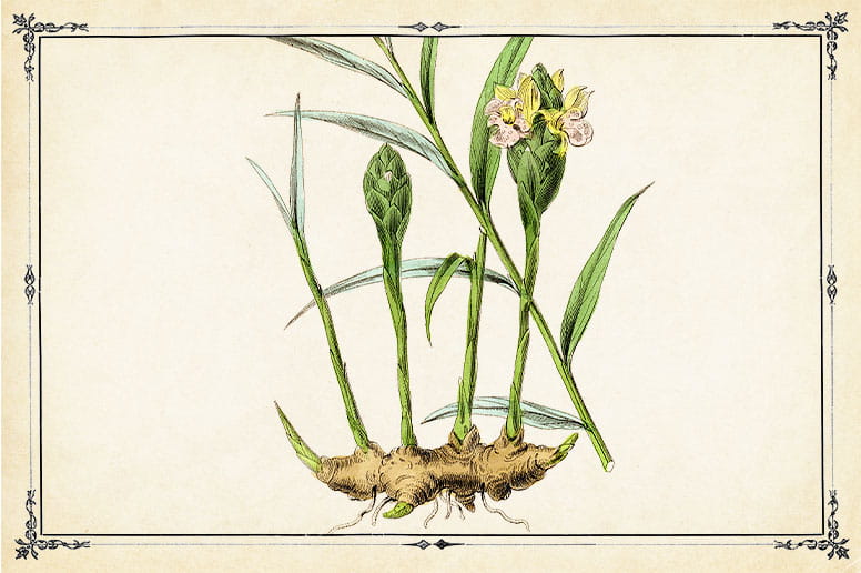 A vintage illustration of ginger root and flowers.