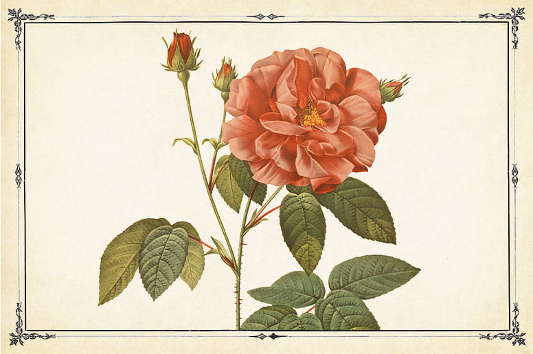 A vintage illustration of a rose.