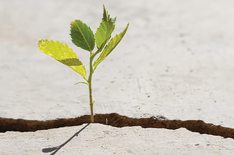 A young seedling grows from the cracks in the mud bed.