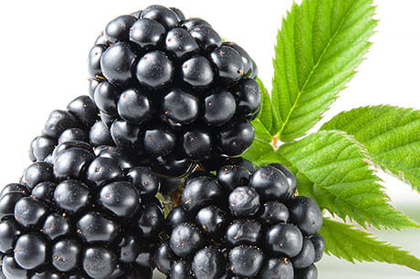 A closeup photograph of blackberries.