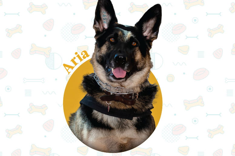 Aria, a German shepherd, is a Geisinger hospital dog.