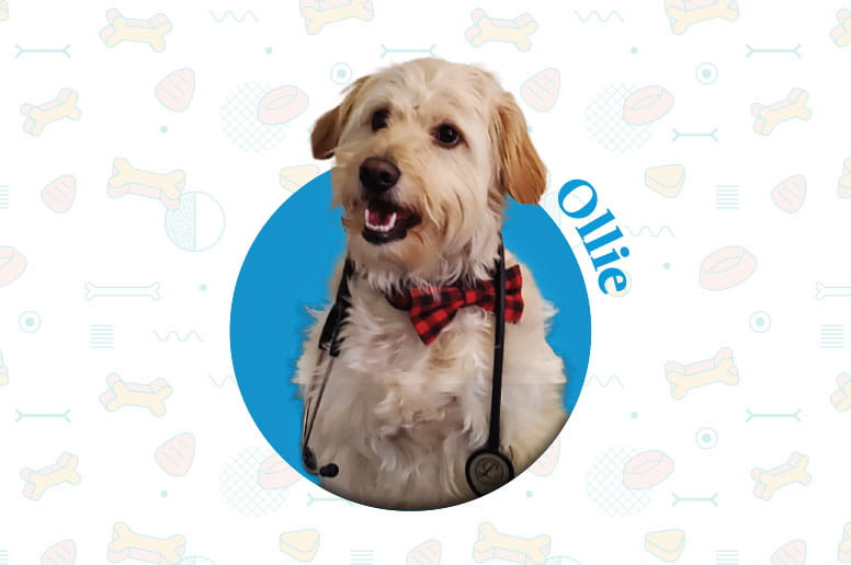 Ollie, a Goldendoodle, is a Geisinger hospital dog.