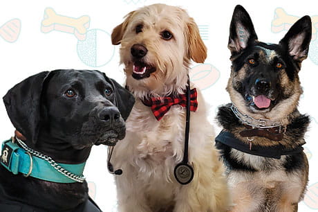 Jäger, Ollie, and Aria; Geisinger hospital dogs.