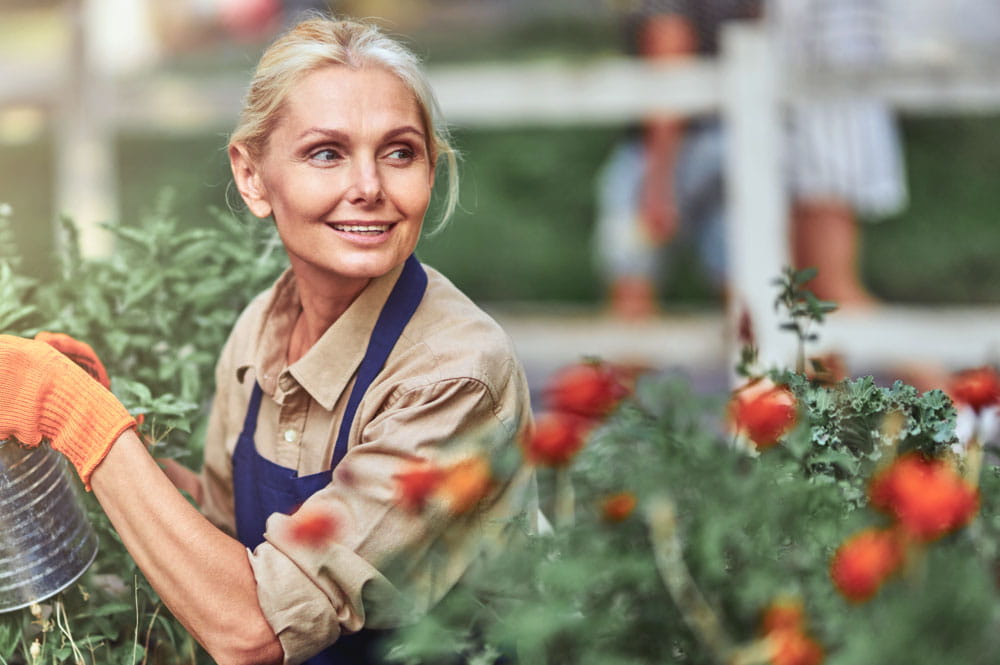 Woman watering tomato plants