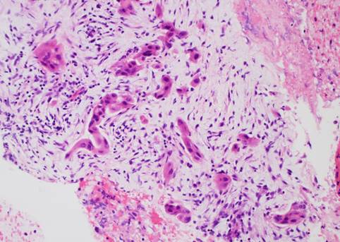 cytology_clip_image004